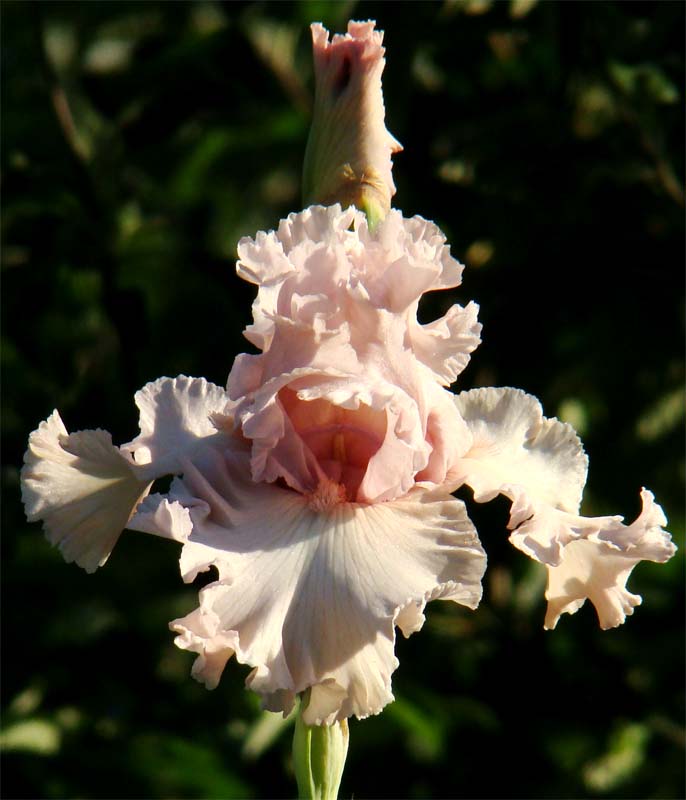 Bejeweled/Біджевелд