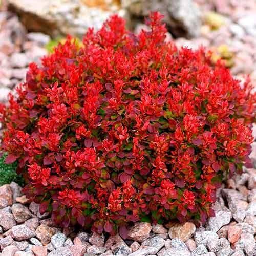🌿 Барбарис Ред Джавель (Berberis thunbergii 'Red Jewel')
