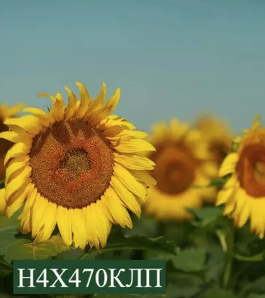 Насіння соняшнику Н4Х470 КЛП Nuseed, насіння високоврожайного соняшнику Нусід