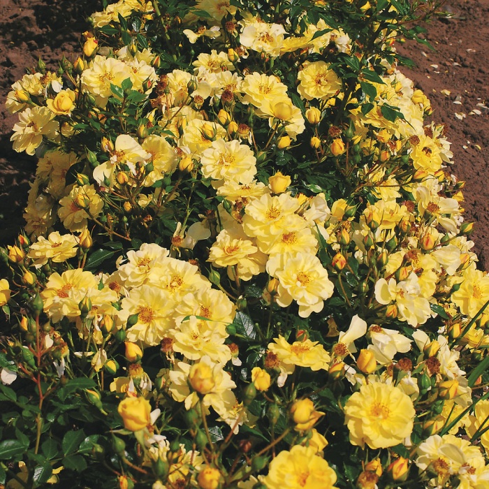 Bienenweide Gelb - Біненвайде Гельб