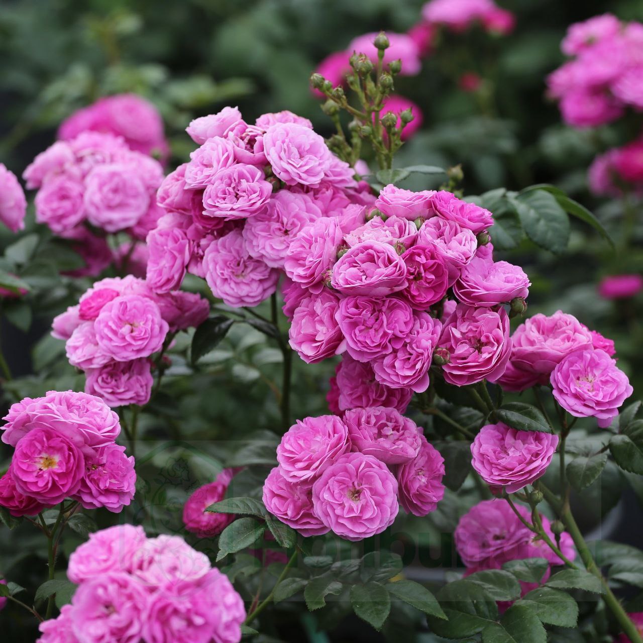 Алевія (Allevia)