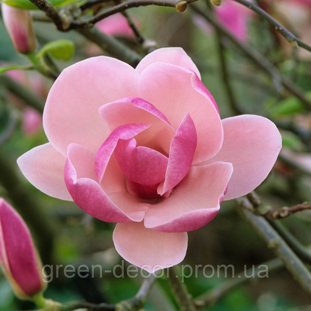 Магнолія Суланжа Рустіка Рубра Magnolia soulangeana Rustica Rubra / h 150