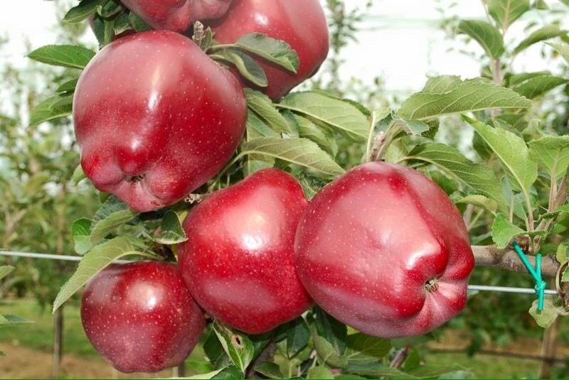 Яблуня Супер Чіф