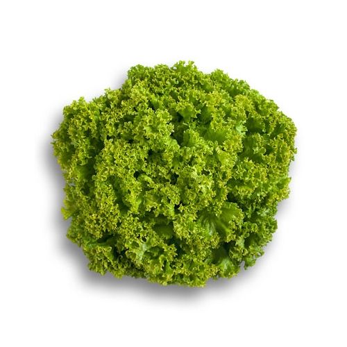 ЛОКАРНО / LOCARNO - салат, Rijk Zwaan 1000 нас