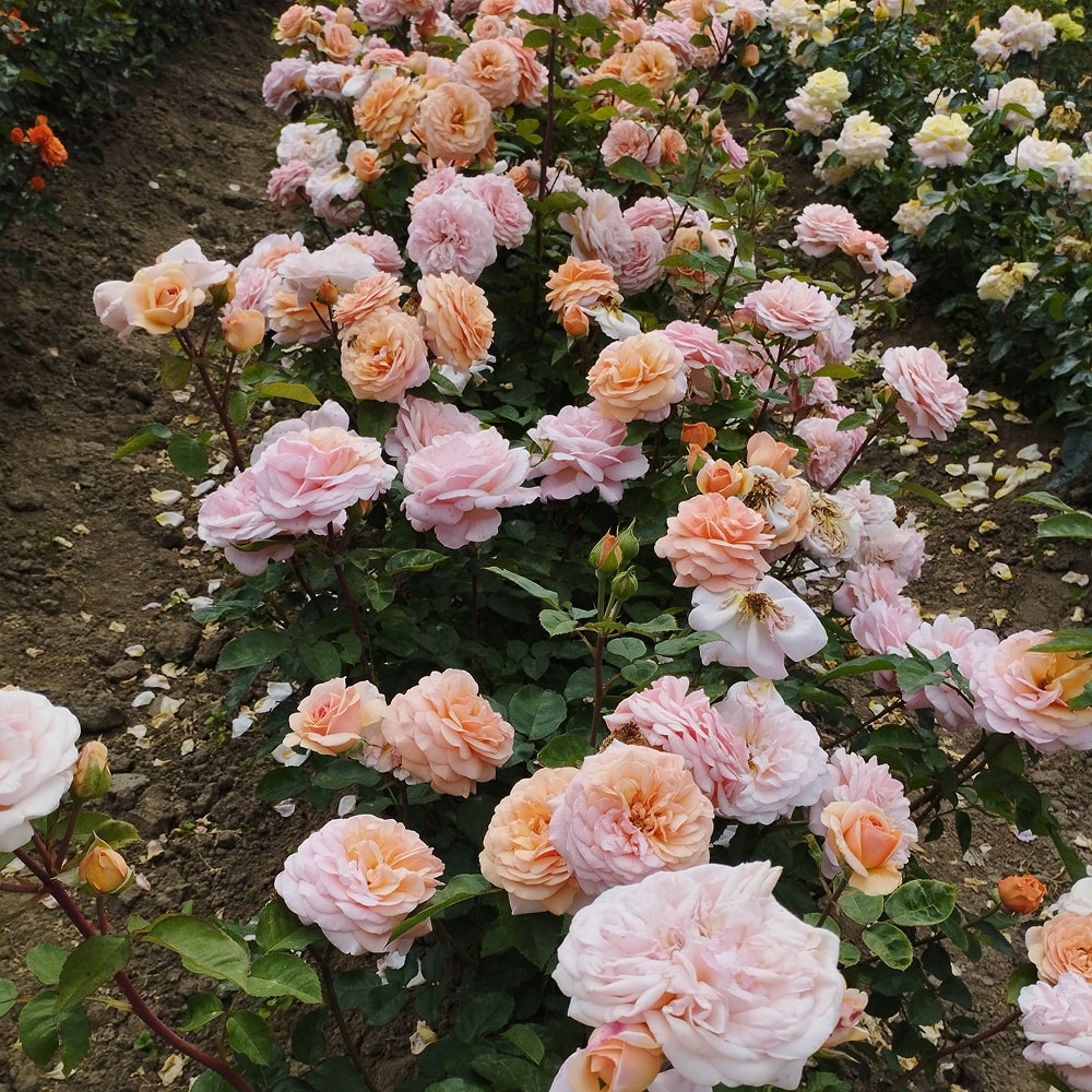 Чарльз Остін (Charles Austin)