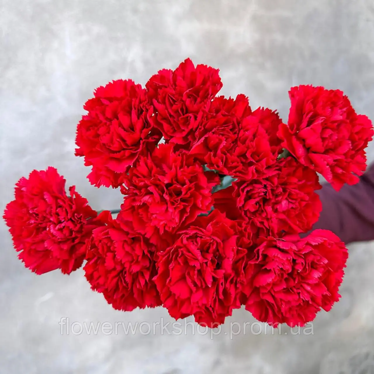 Гвоздика зрізна caryophyllus Pelay