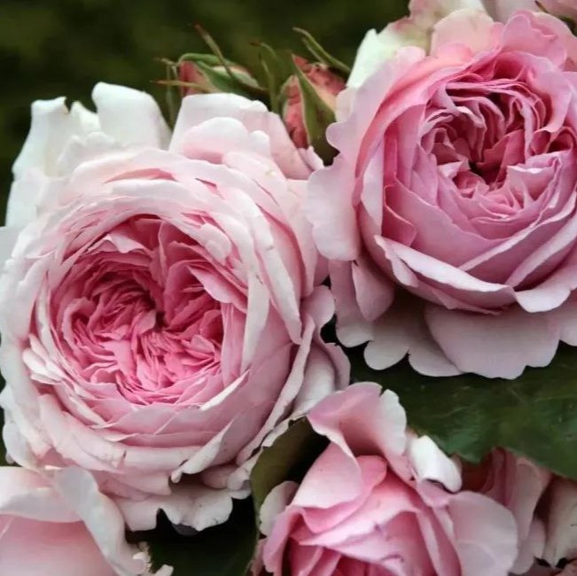 Олександра-Принцеса Люксембургська (Alexandra-Princesse de Luxembourg)