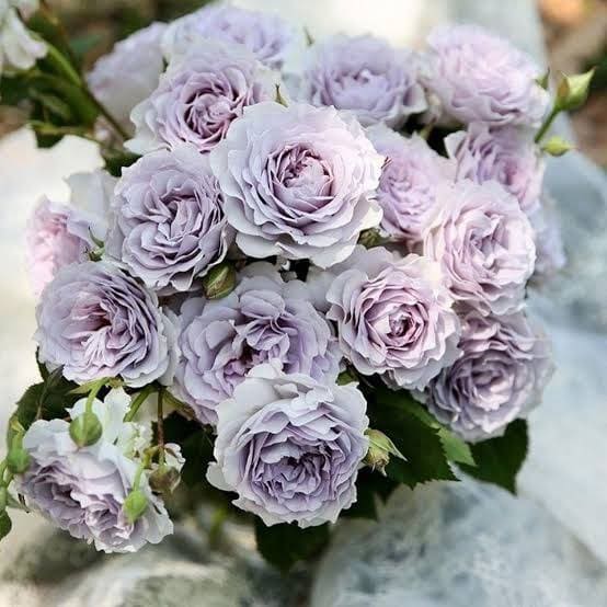 Еверластінг Левендер (Everlasting Lavender)