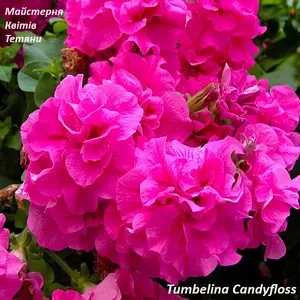Петунія махрова Tumbelina Candyfloss (касетна розсада).