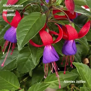 Фуксія Nantes Jollies (касетна розсада)