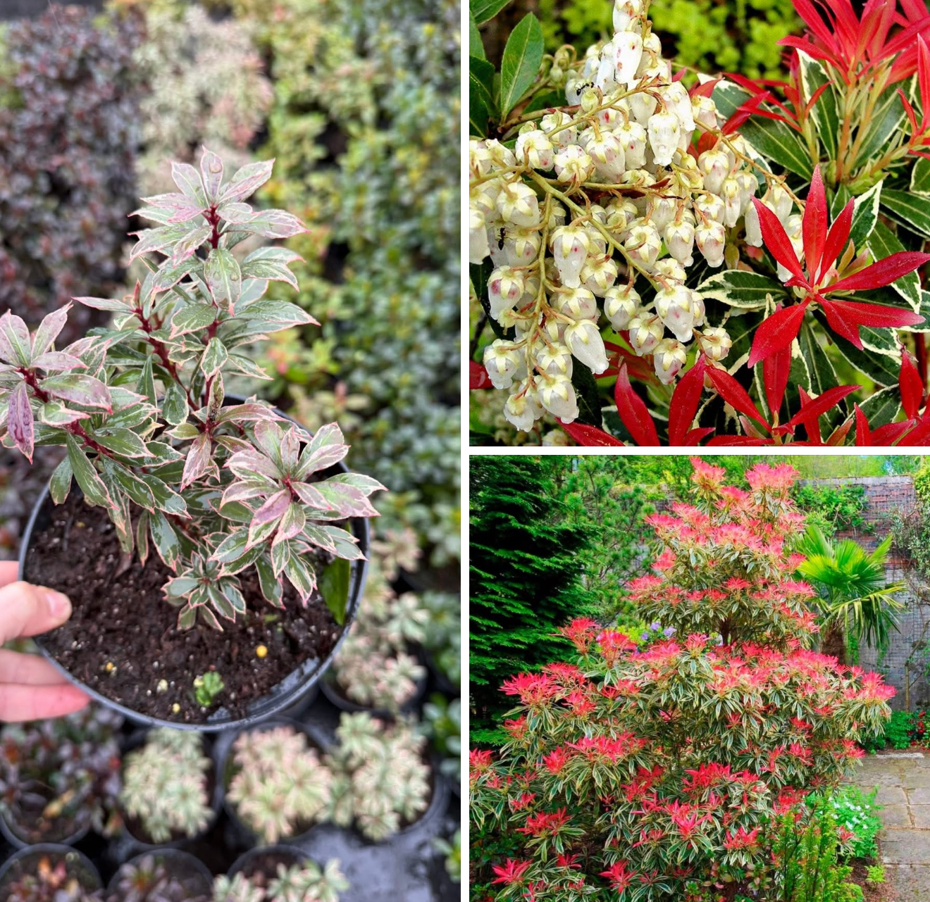 Піеріс веріагатний 1,5 л