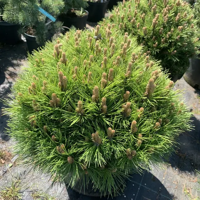 Сосна чорна Black Prince