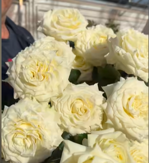 Angel X-Pression - Енджел Екс-Прешн