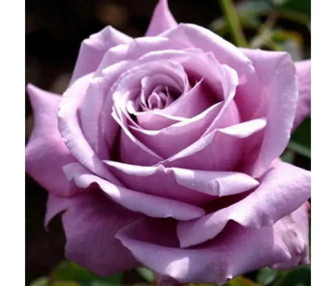 Троянда чайно-гібридна Блю Парфюм