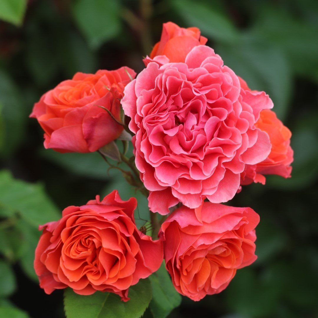 Леді оф Белград (Lady of Belgrade)