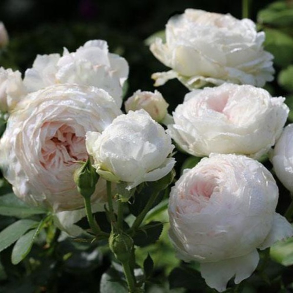 Герцогиня Крістіна — Herzogin Christiana