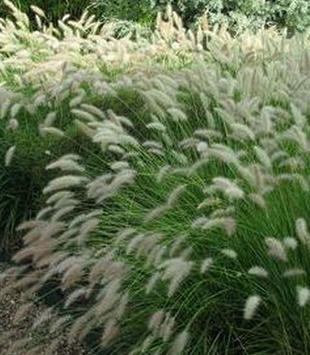 🌾 Pennisetum "Gelbstiel"