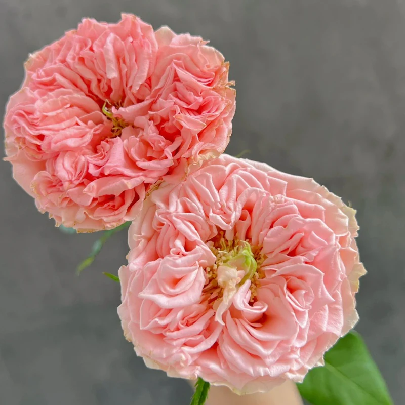 Кантрі Спіріт Герл — Country Spirit Girl