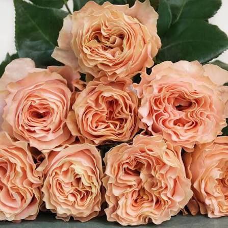 Принцес Краун (Queens Crown)