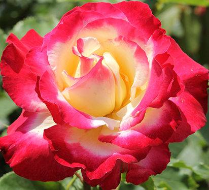 Троянда чайно-гібридна Дабл Делайт