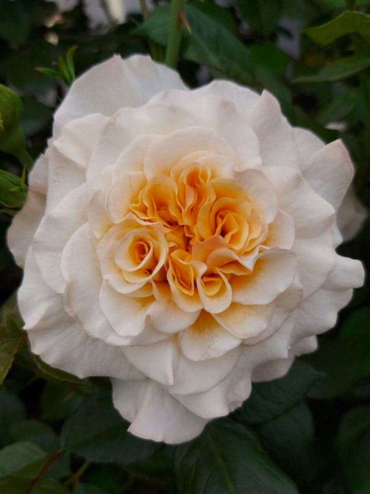 Троянда чайно-гібридна Comtessa