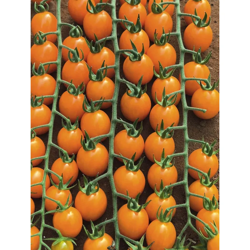 Томат Оранбелло F1 (Oranbello F1) — індетермінантний черрі-гібрид Esasem, 50 насінин