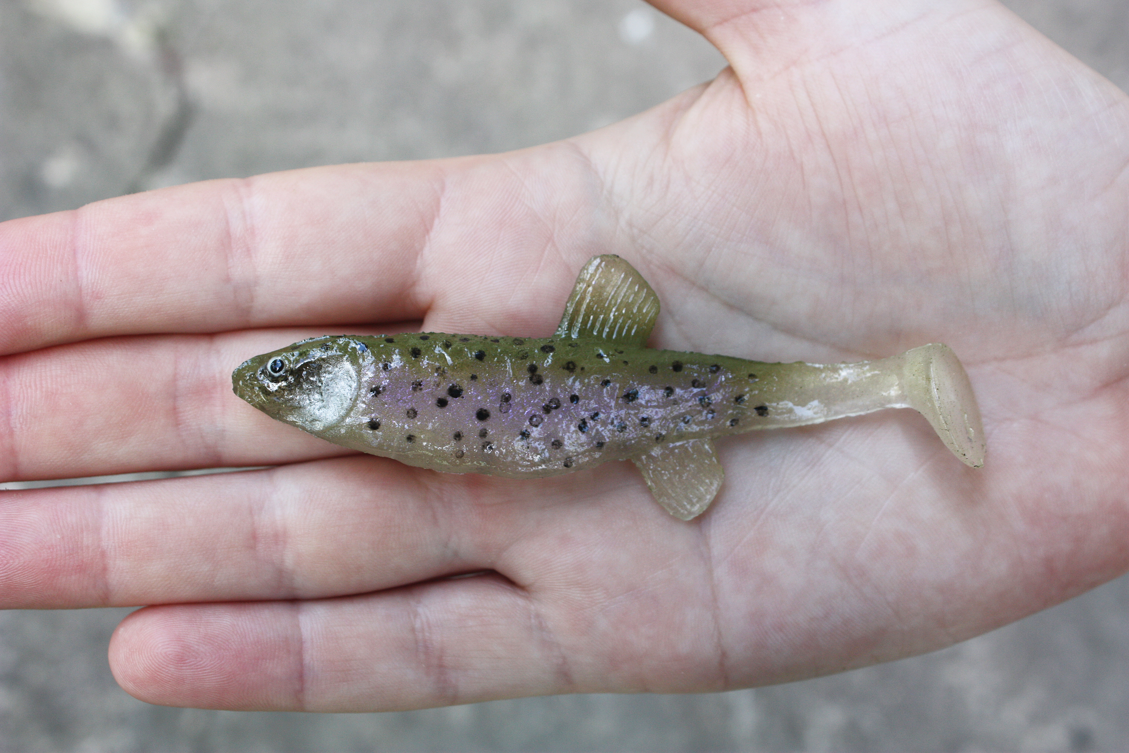 A&S Common Minnow 4