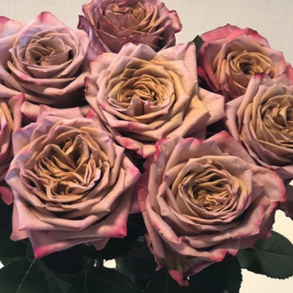 Піммс — Pimms