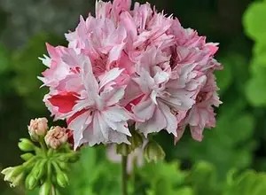 Пеларгонія Річард Хадсон — касетна розсада.