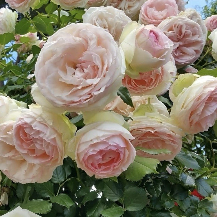 П'ЄР ДЕ РОНСАР (Pierre de Ronsard)