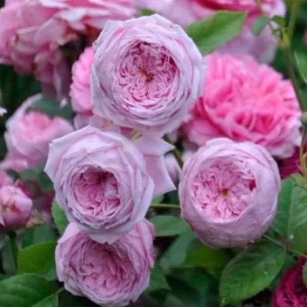 Спіріт оф Фрідом — Spirit of Freedom