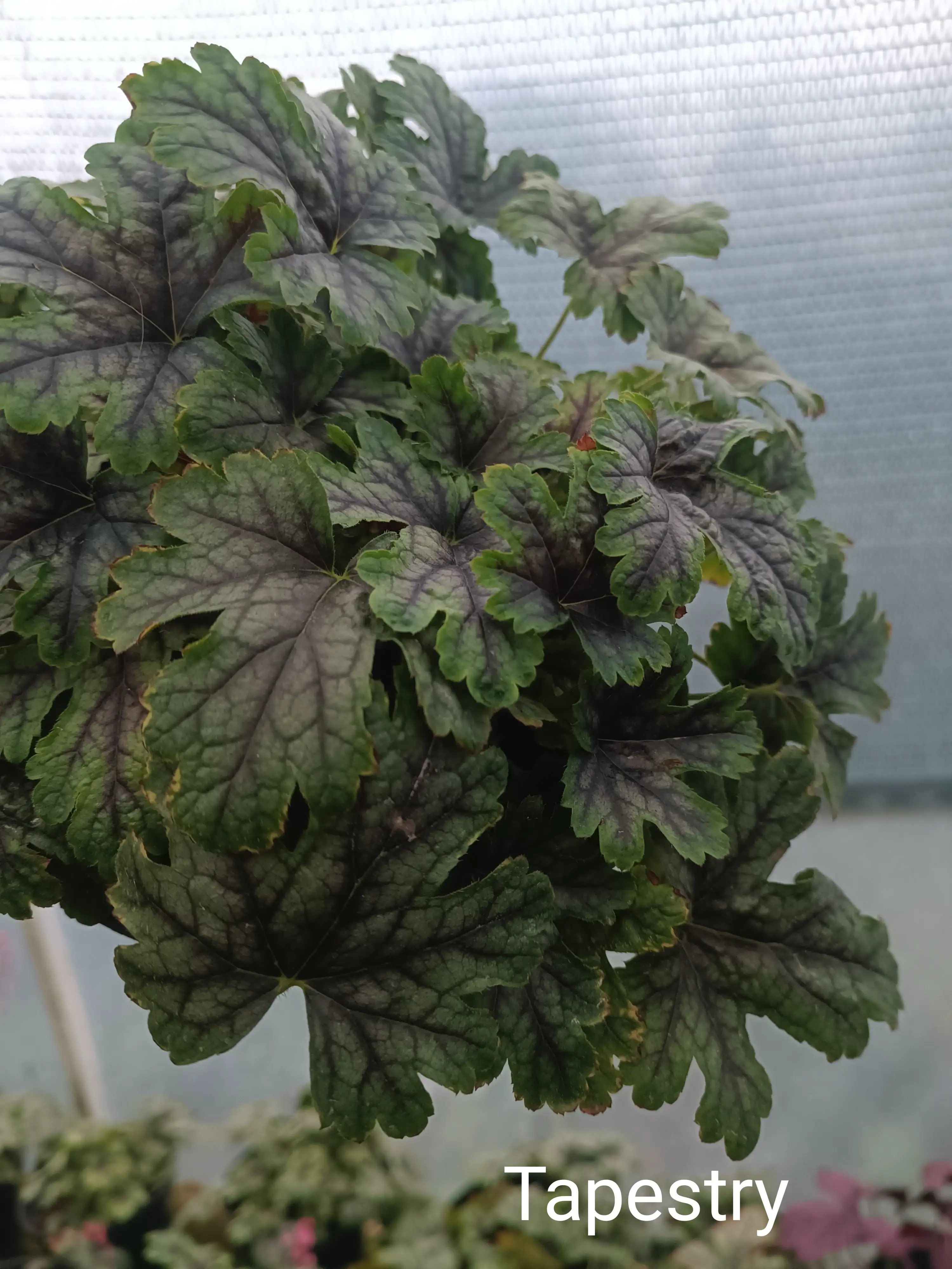 Гейхера Tapestry у горщику р.12