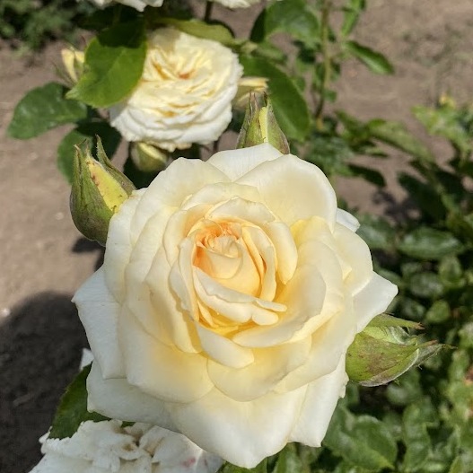 Принцеса Мая — Princess Maya