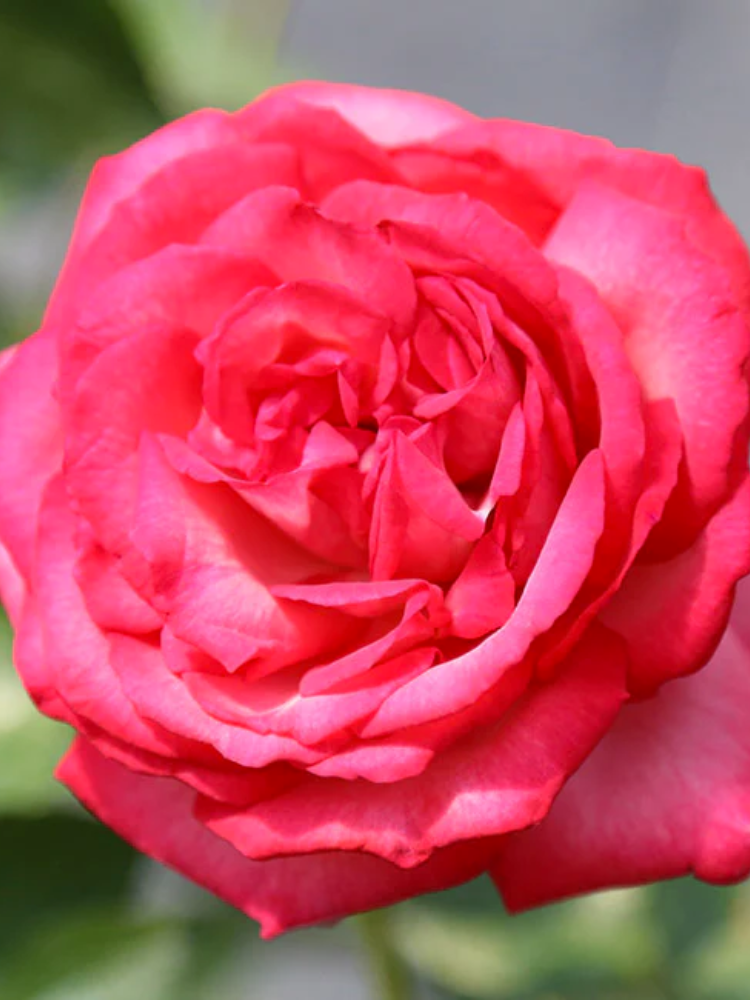 Троянда плетиста Antique