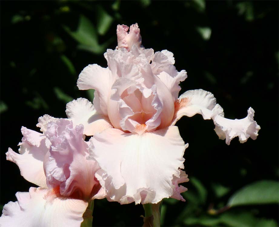 Austar Pink/Оустар Пинк