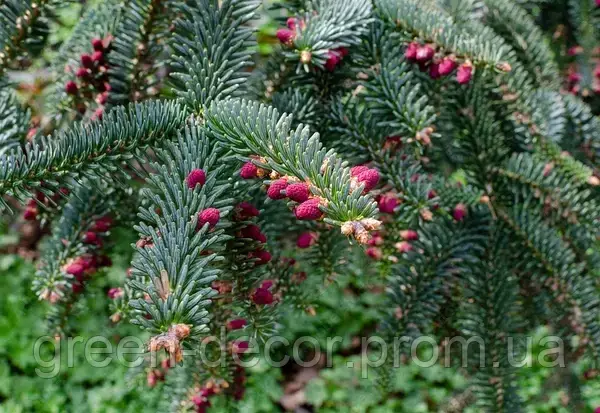 Abies pinsapo Kelleriss  Ялиця іспанська "Келлерііс"