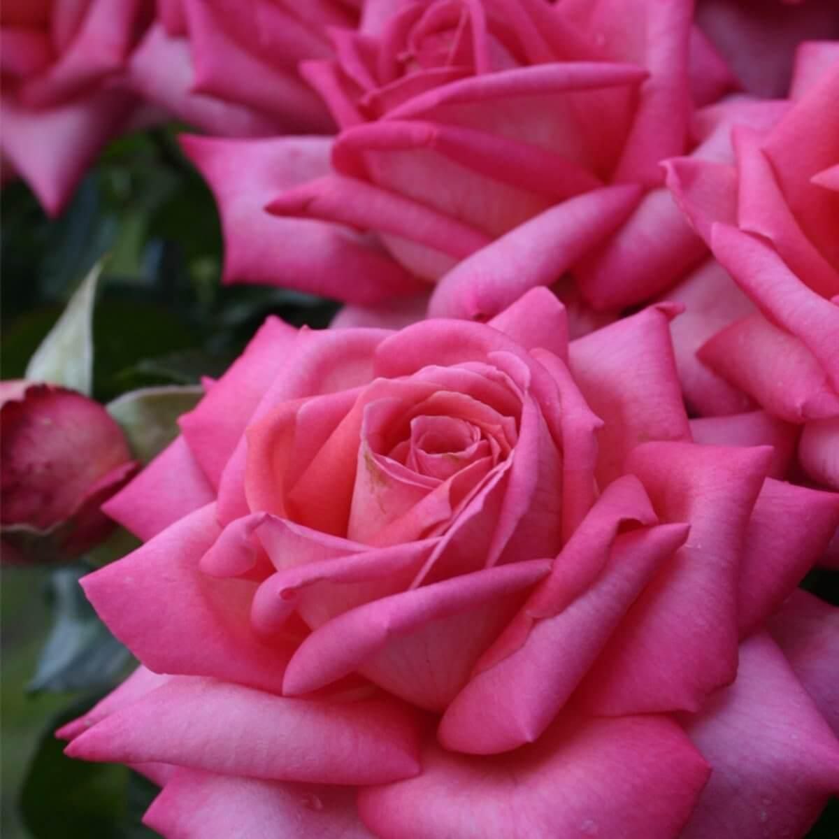 Веддінг Белз (Wedding Bells)