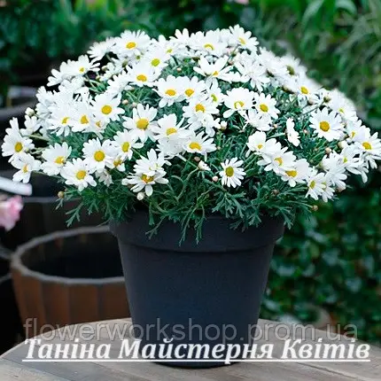 Аргирантемум Madeira Compact White