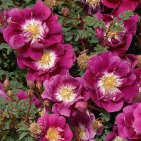 Вільям 3 — Spinosissima ‘William III’ (Rosa spinosissima)