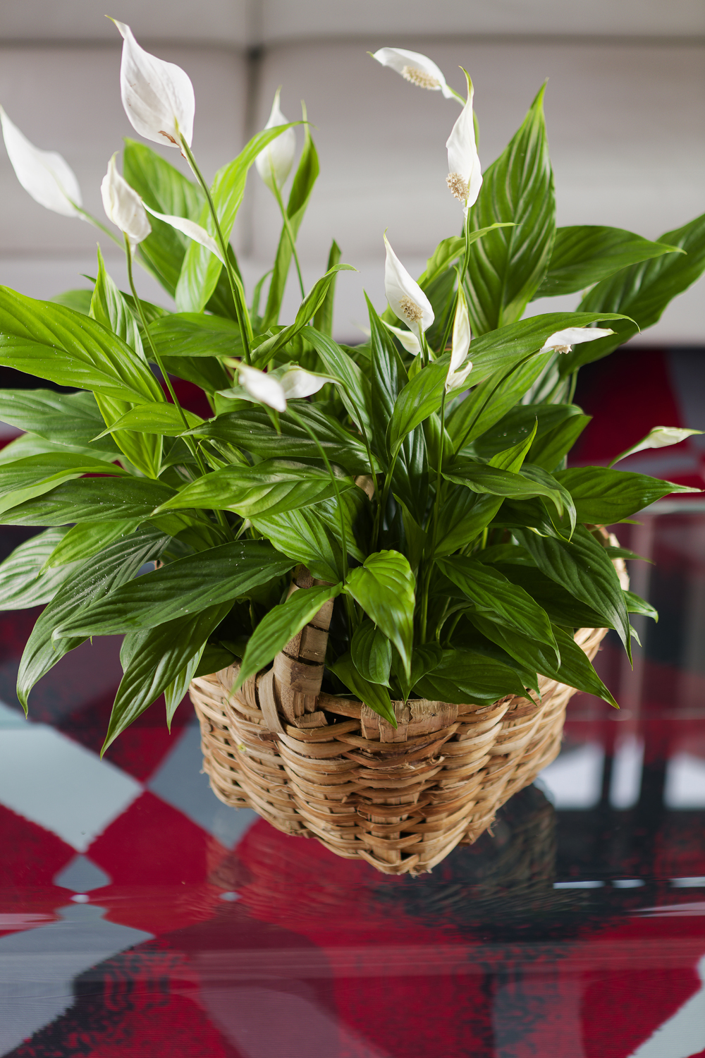 Spathiphyllum / Spathiphyllum plante d'intérieur