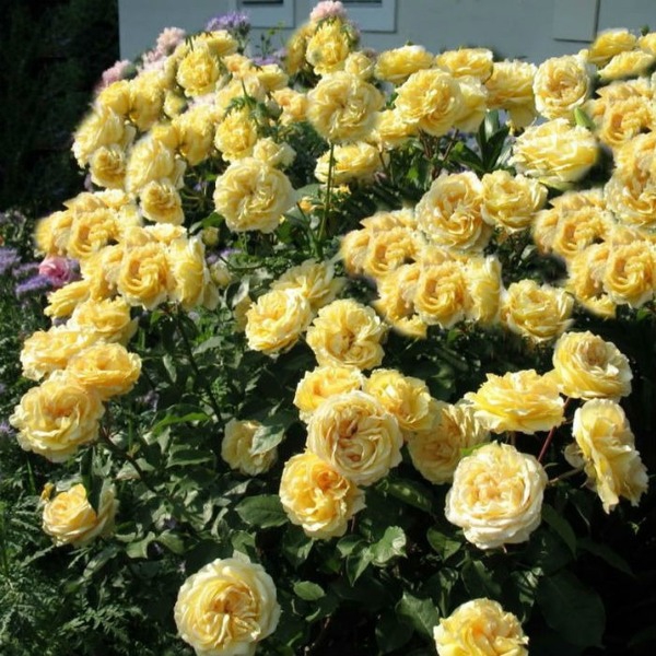 Софія Ренессанс — Sophia Renaissance