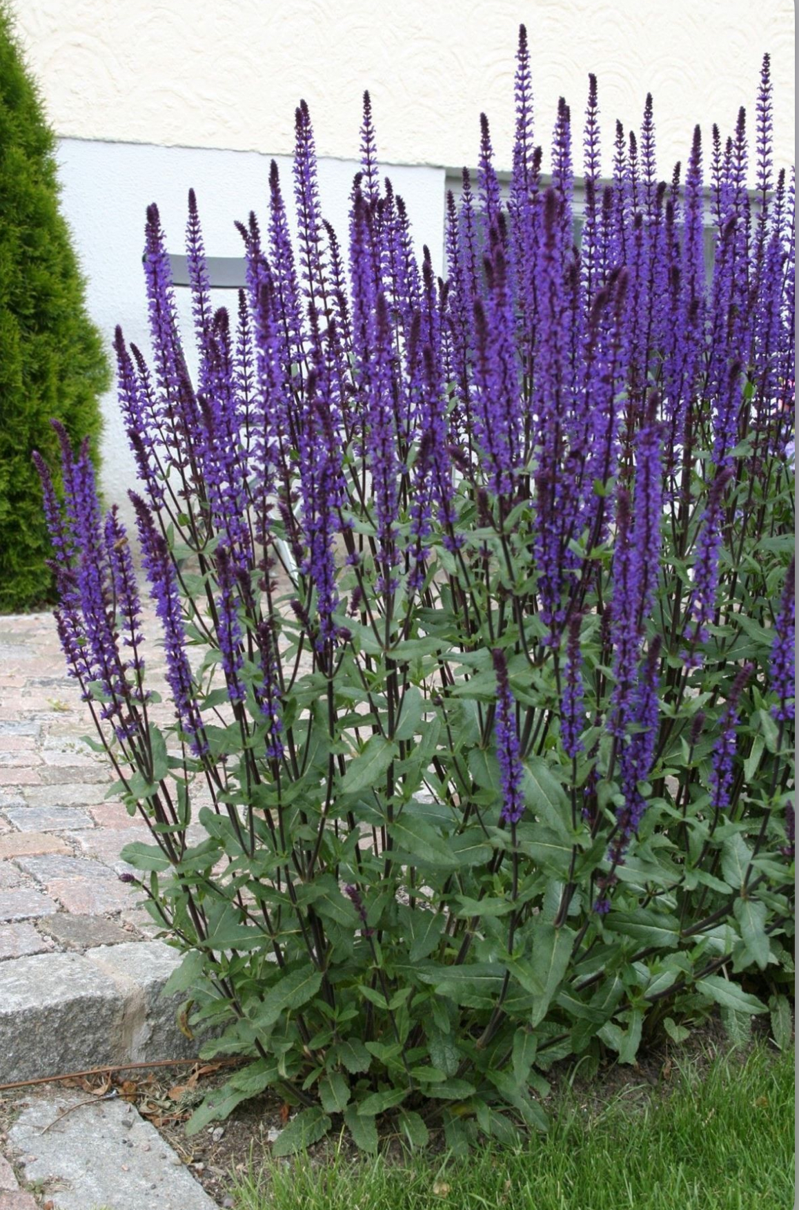 Шавлія карадонна 1,5 л