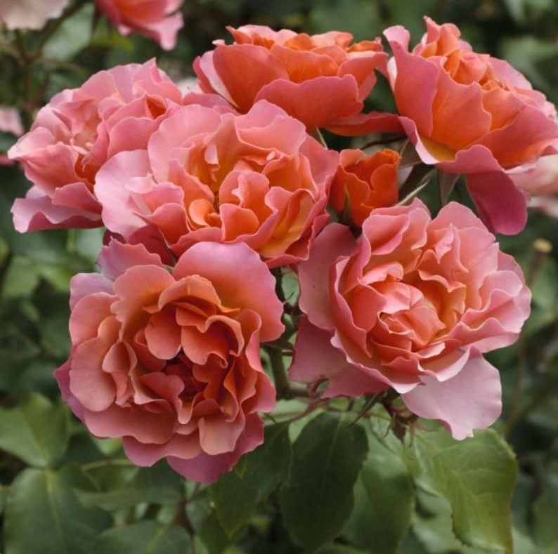 Жан Кокто (Jean Cocteau)