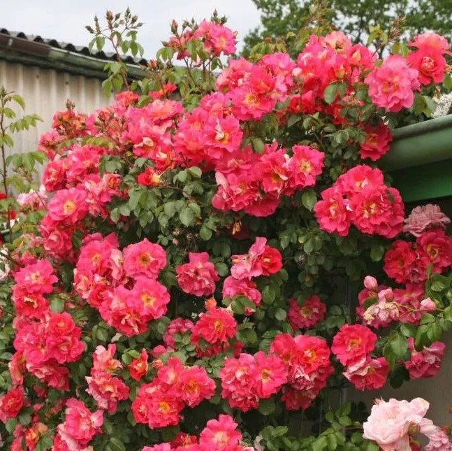 Баяццо (Bajazzo)