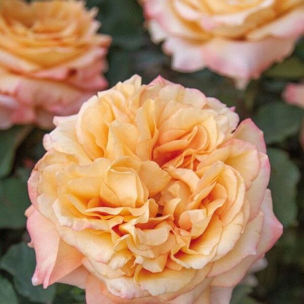 Дівіна Комедія (Divina Commedia)