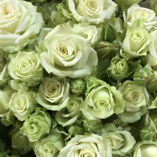 Грін Глоу — Green Glow