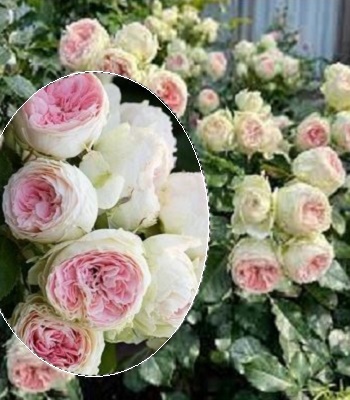 🌹 Троянда флорибунда "Pompon Flower Circus" (Пашмина)