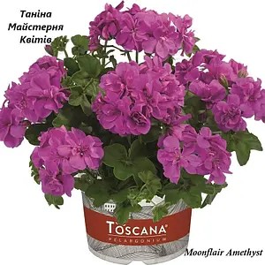 Пеларгонія ампельна Moonflair Amethyst (в горщику р.11)