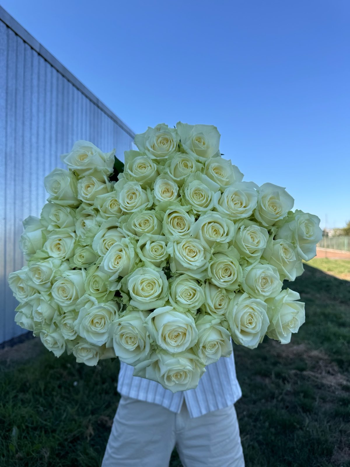 Біла троянда "Аваланч"