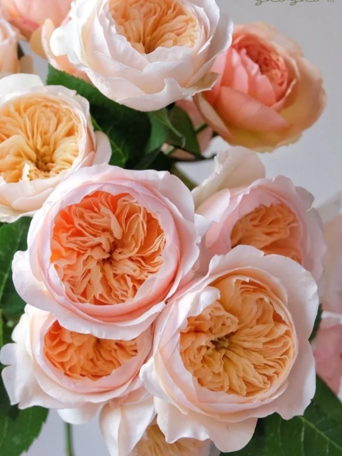 Троянда чайно-гібридна Juliet